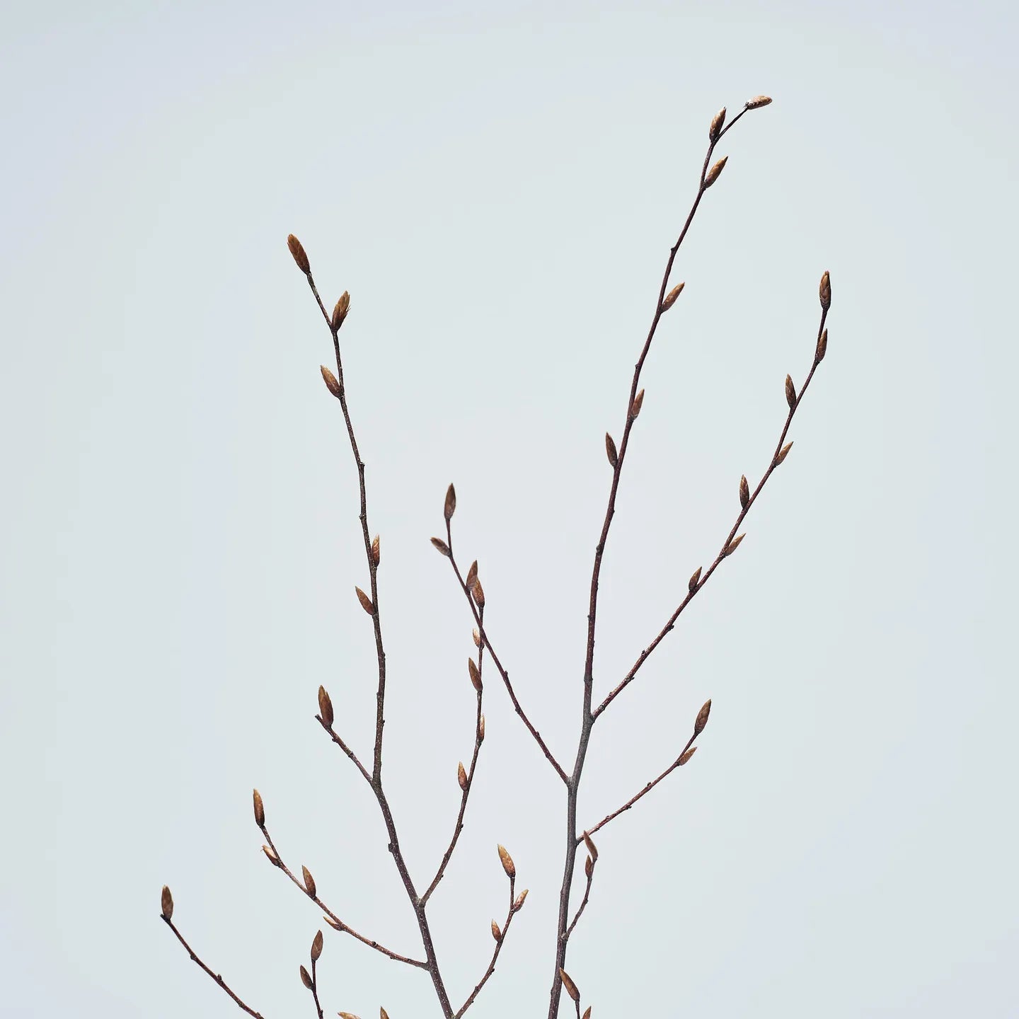 Odai／cokage　イヌシデ ディフューザーセット