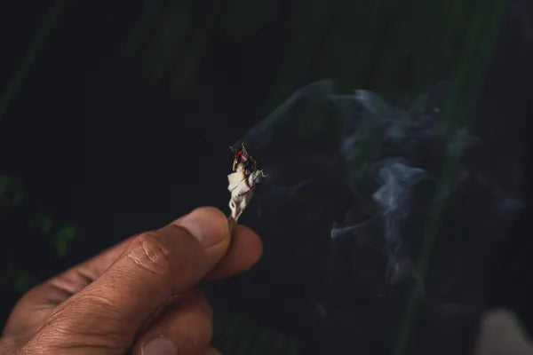 カルフォルニア産オーガニックホワイトセージ トップス（枝付きリーフ）約30g