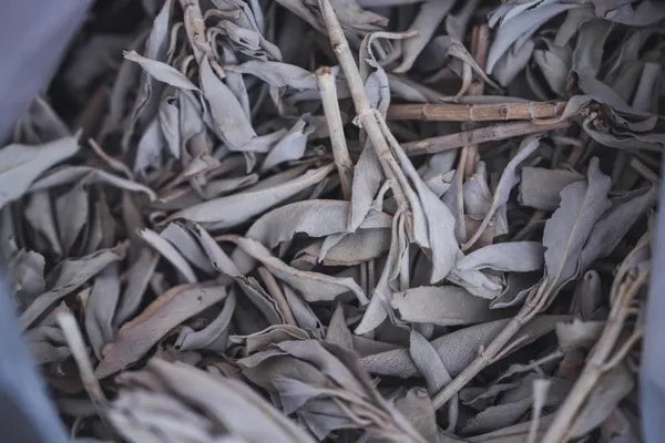 カルフォルニア産オーガニックホワイトセージ トップス（枝付きリーフ）約30g