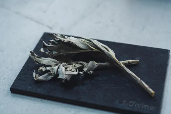 カルフォルニア産オーガニックホワイトセージ トップス（枝付きリーフ）約30g