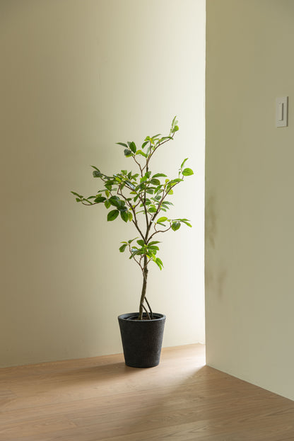 フェイクグリーン ガジュマル　高さ120㎝｜form