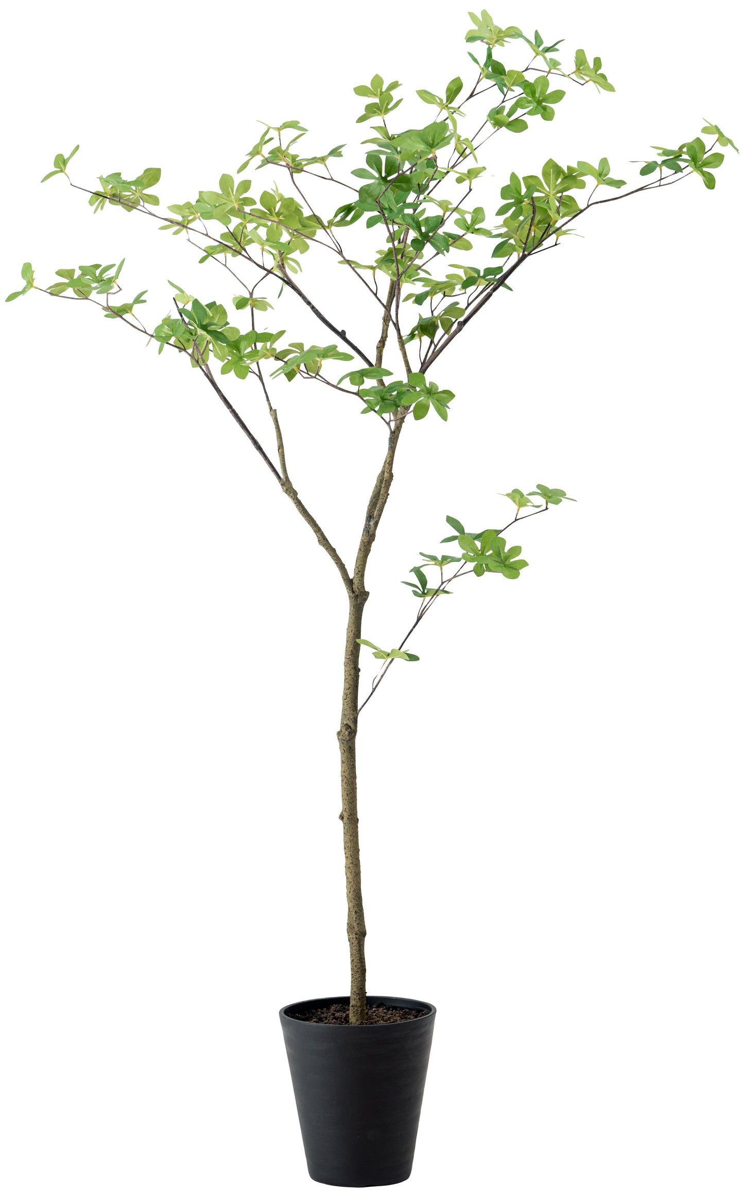 フェイクグリーン ドウダンツツジ　高さ130㎝｜form